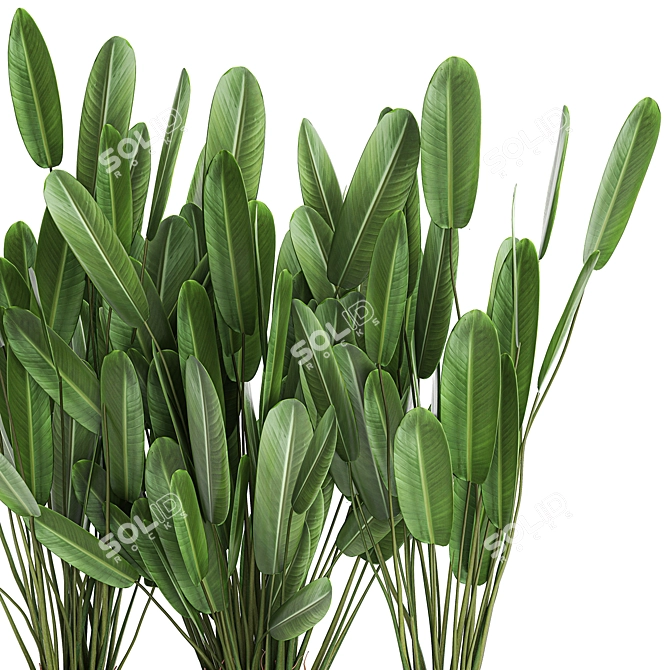 Tropical Plant Collection: Banana Palm, Ravenala, Strelitzia 3D model image 4