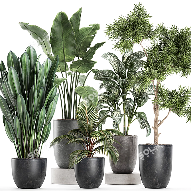 Tropical Plant Collection: Exotic, Decorative, and Stunning 3D model image 1