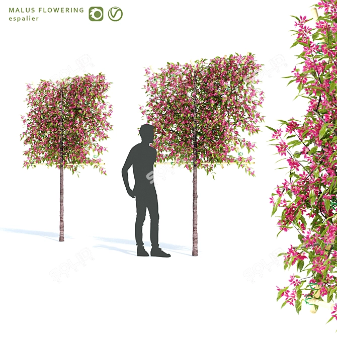 Flowering Apple Tree on Trellis 3D model image 1