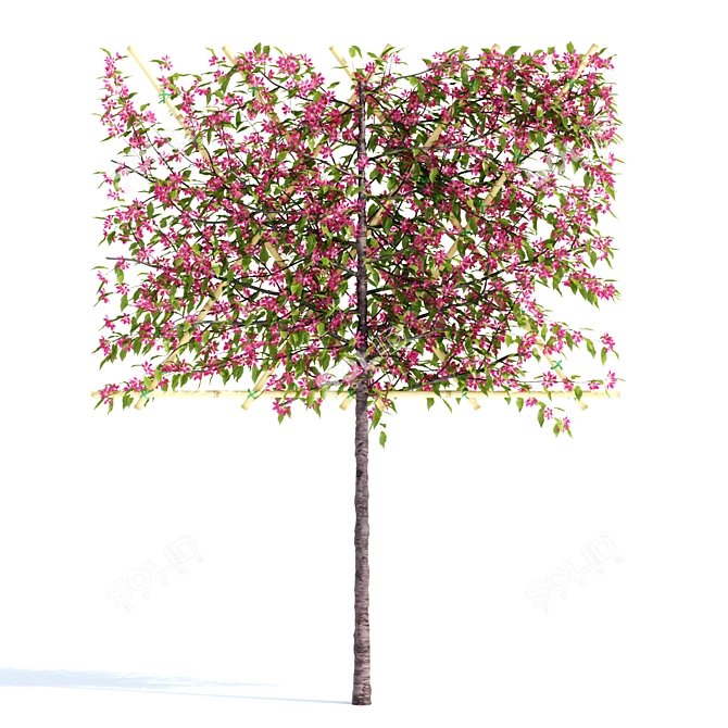 Flowering Apple Tree on Trellis 3D model image 3