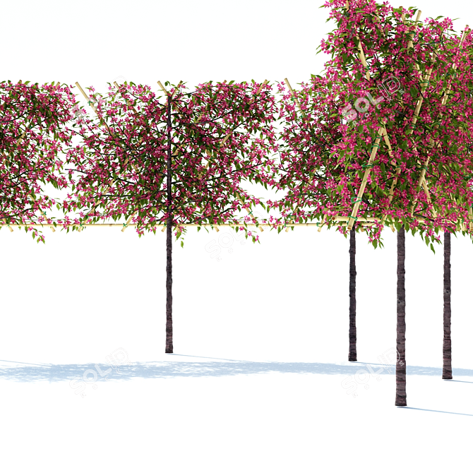 Flowering Apple Tree on Trellis 3D model image 4