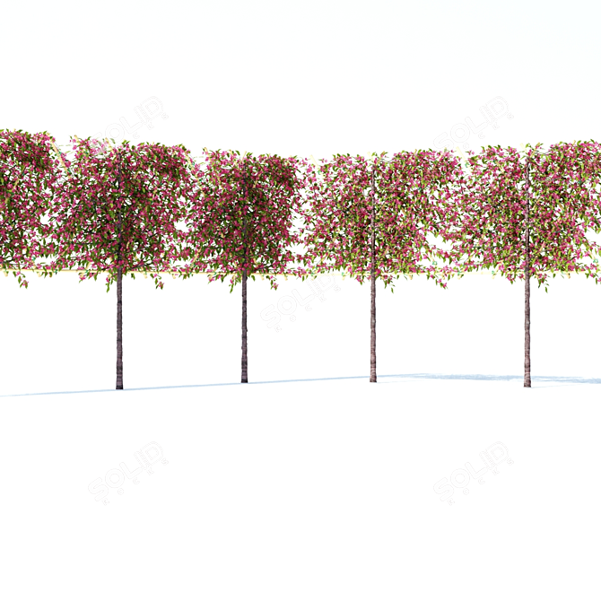 Flowering Apple Tree on Trellis 3D model image 5