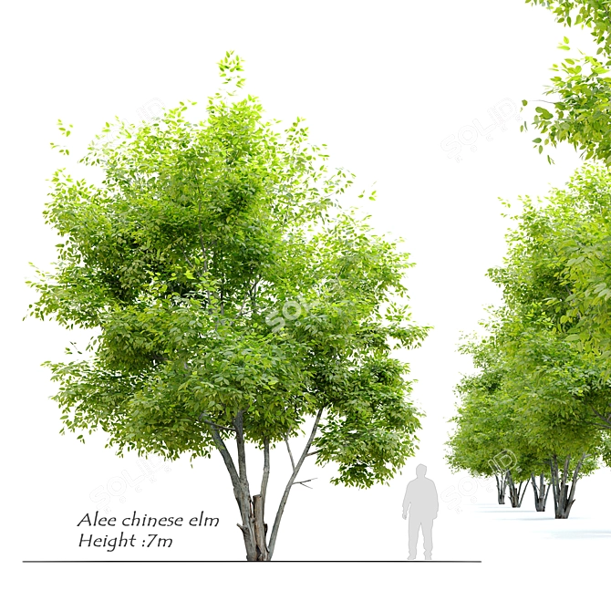 Exquisite Alee Chinese Elm Tree 3D model image 1