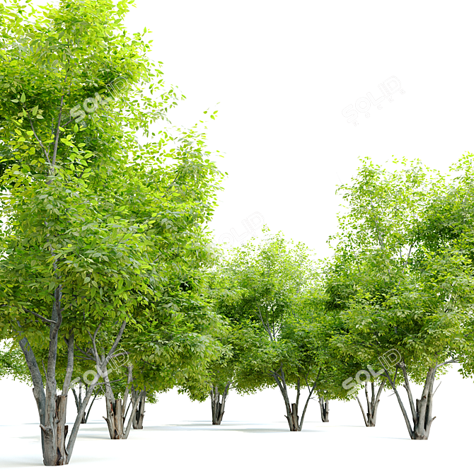 Exquisite Alee Chinese Elm Tree 3D model image 2