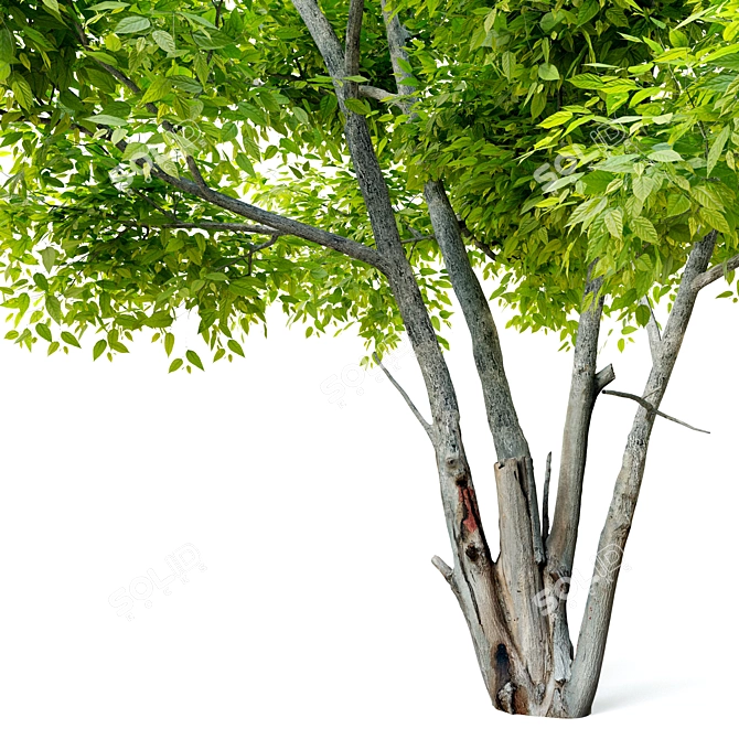 Exquisite Alee Chinese Elm Tree 3D model image 3