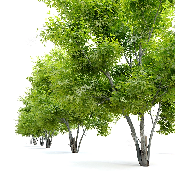 Exquisite Alee Chinese Elm Tree 3D model image 4