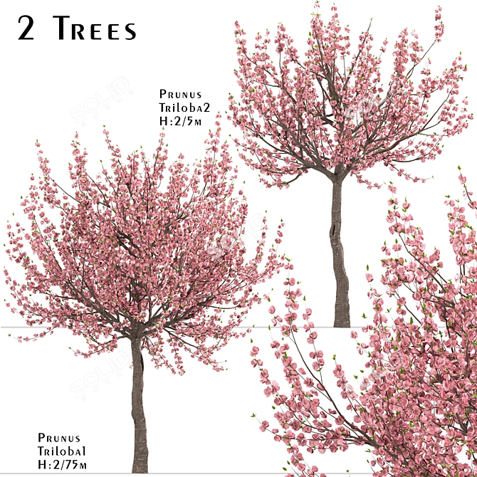 Flowering Almond Tree Duo (2 Trees) - Lovely Prunus Triloba Pair 3D model image 1