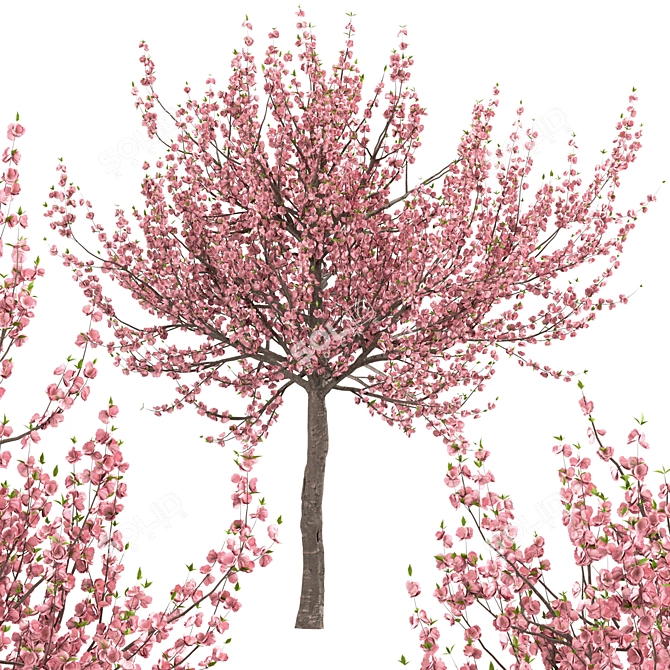 Flowering Almond Tree Duo (2 Trees) - Lovely Prunus Triloba Pair 3D model image 2