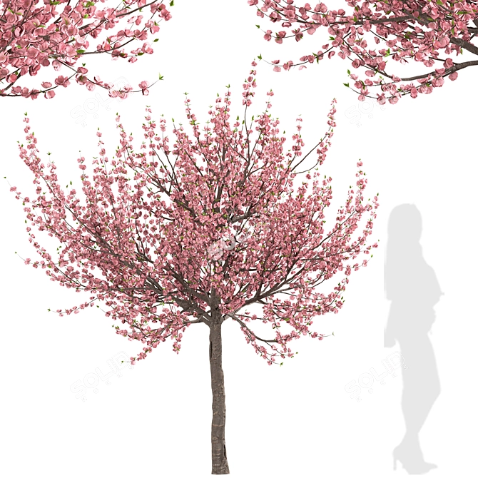 Flowering Almond Tree Duo (2 Trees) - Lovely Prunus Triloba Pair 3D model image 3