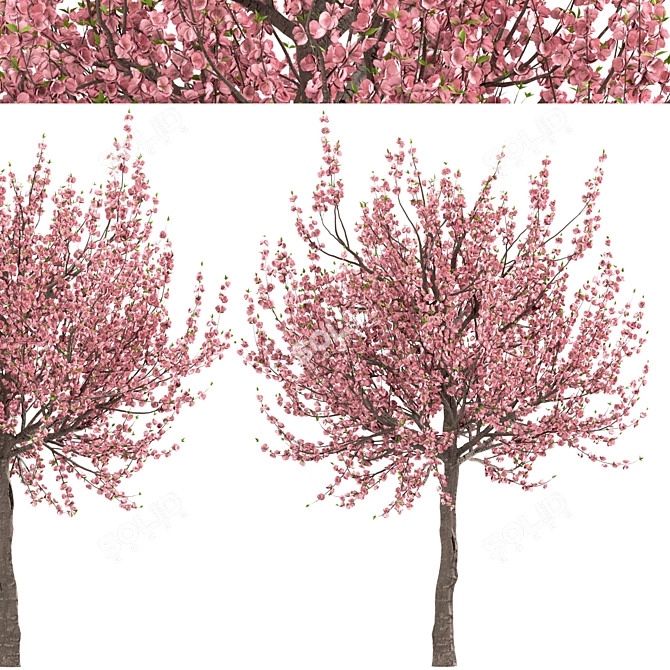 Flowering Almond Tree Duo (2 Trees) - Lovely Prunus Triloba Pair 3D model image 4