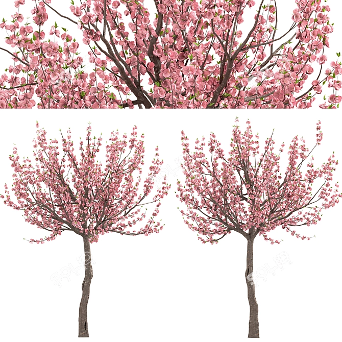 Flowering Almond Tree Duo (2 Trees) - Lovely Prunus Triloba Pair 3D model image 5