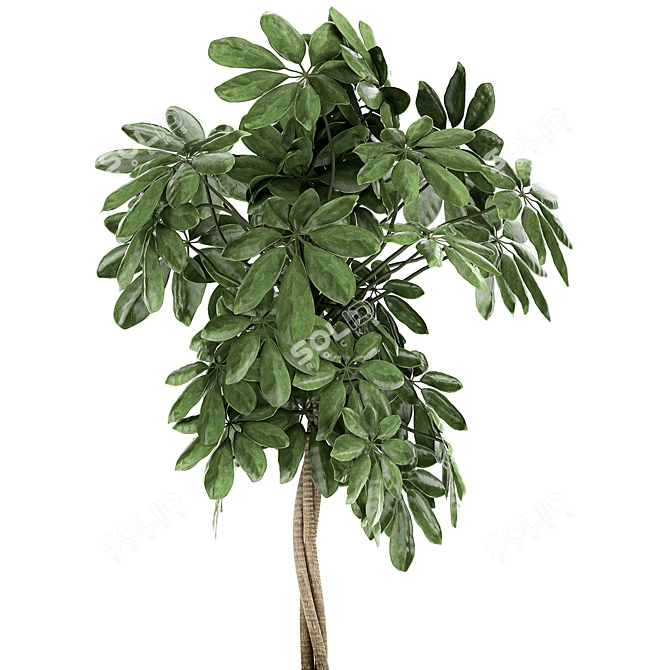 Tropical Schefflera Plants in Black Pots 3D model image 3