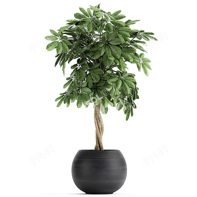 Tropical Schefflera Plants in Black Pots 3D model image 4