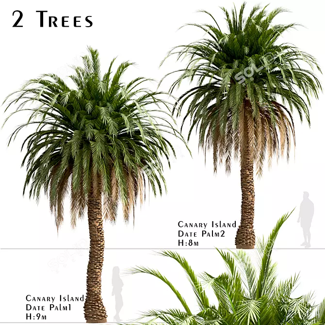 Canary Island Date Palm Trees (2-Pack): Majestic Landscaping Beauty 3D model image 1