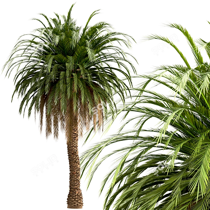 Canary Island Date Palm Trees (2-Pack): Majestic Landscaping Beauty 3D model image 2