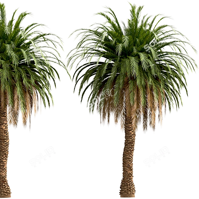 Canary Island Date Palm Trees (2-Pack): Majestic Landscaping Beauty 3D model image 3