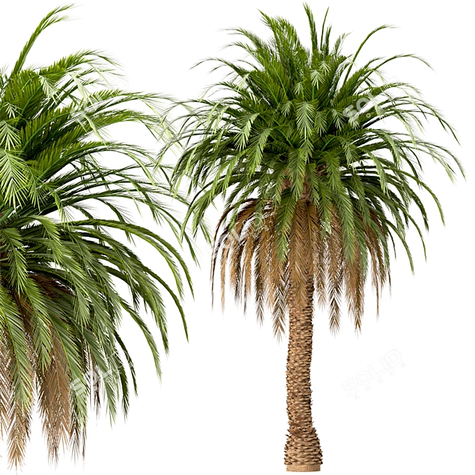 Canary Island Date Palm Trees (2-Pack): Majestic Landscaping Beauty 3D model image 4