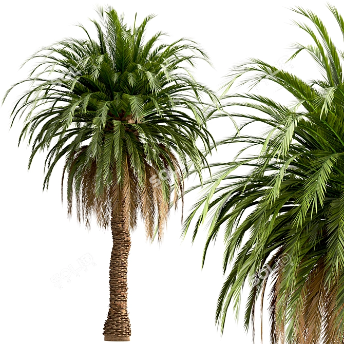 Canary Island Date Palm Trees (2-Pack): Majestic Landscaping Beauty 3D model image 5