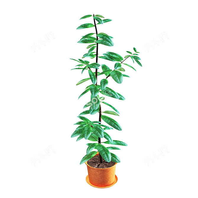 Ficus: Lifelike Indoor Plant Décor 3D model image 2