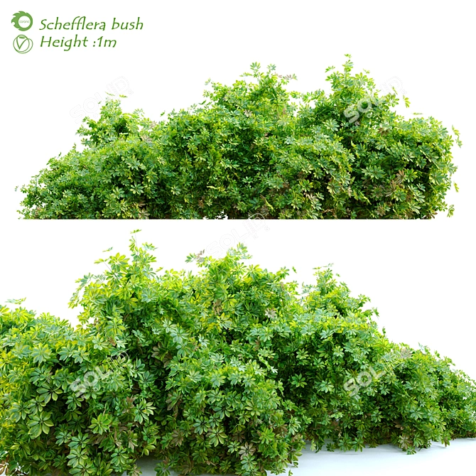 Lush Schefflera Bush: 1m Height 3D model image 1