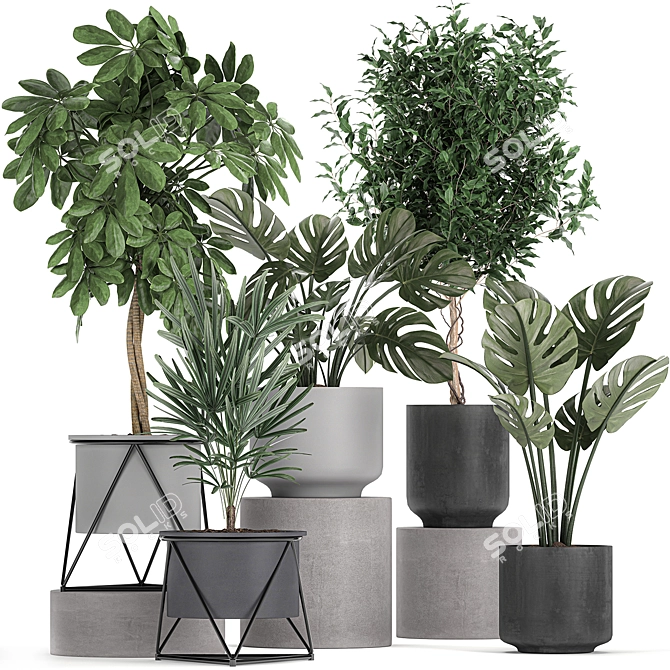 Tropical Plant Collection: Schefflera, Raphis Palm, Ficus, Monstera 3D model image 1