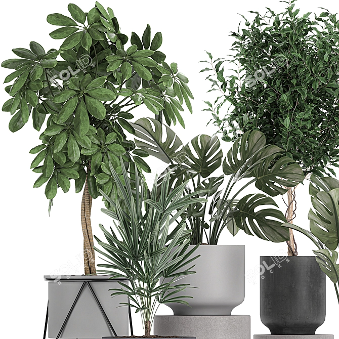 Tropical Plant Collection: Schefflera, Raphis Palm, Ficus, Monstera 3D model image 2