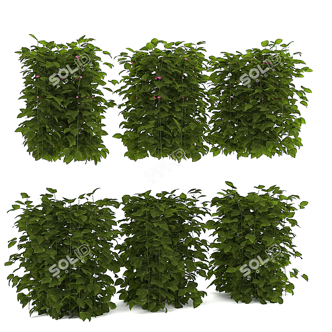 Luscious Raspberry Bushes 3D model image 1