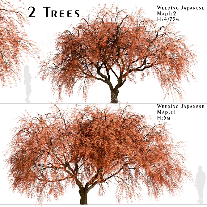 Beautiful Weeping Japanese Maple Set 3D model image 2