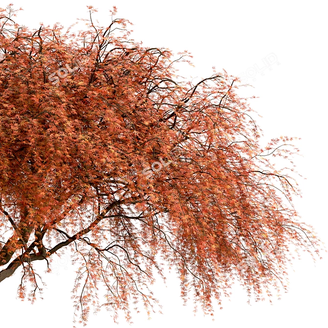 Beautiful Weeping Japanese Maple Set 3D model image 4