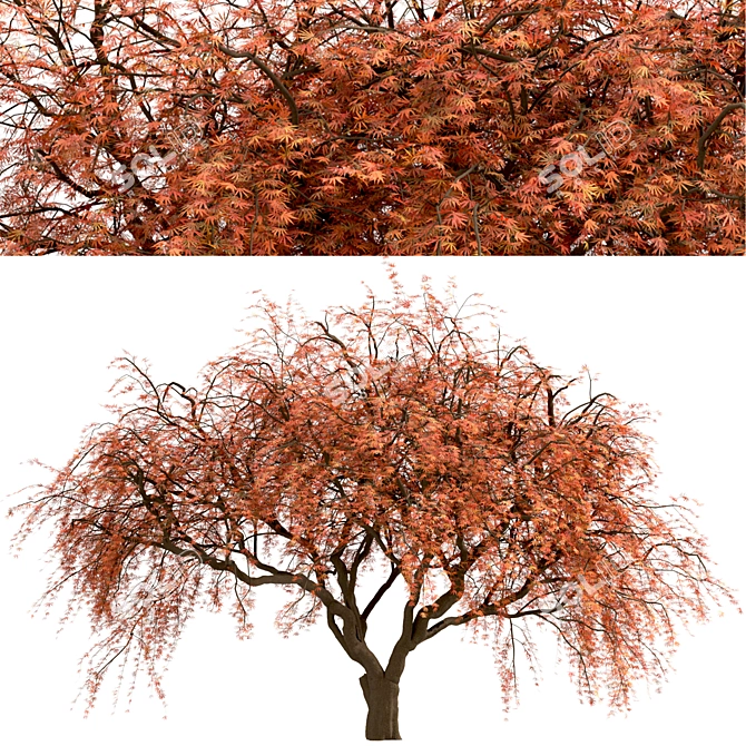 Beautiful Weeping Japanese Maple Set 3D model image 5