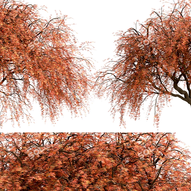 Beautiful Weeping Japanese Maple Set 3D model image 6