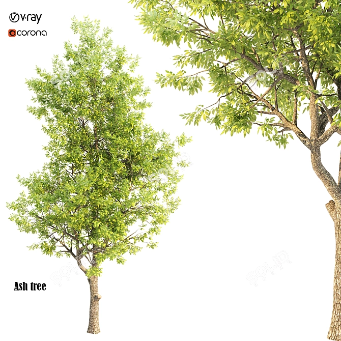 Elegant Ash Tree Wall Decor 3D model image 1