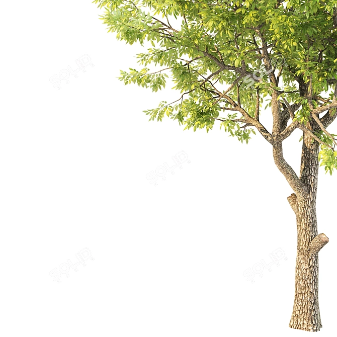 Elegant Ash Tree Wall Decor 3D model image 2