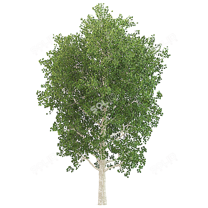 Natural Birch Tree Decoration 3D model image 1