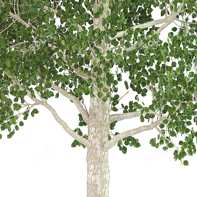 Natural Birch Tree Decoration 3D model image 3
