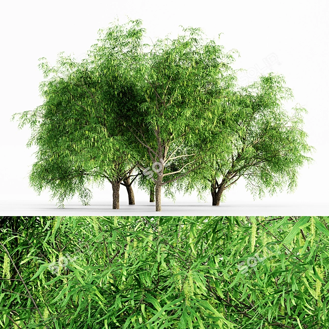 Honey Mesquite 5-Tree Collection 3D model image 1