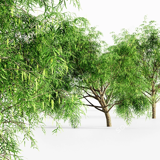 Honey Mesquite 5-Tree Collection 3D model image 3