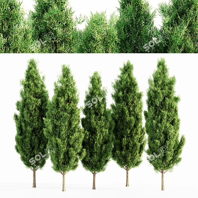 Lush Italian Cypress Forest: 5 Majestic Trees 3D model image 1