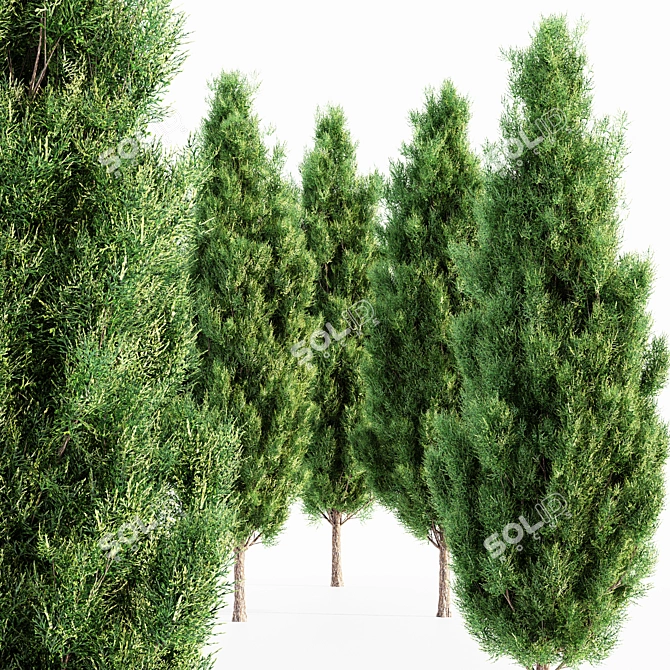 Lush Italian Cypress Forest: 5 Majestic Trees 3D model image 2