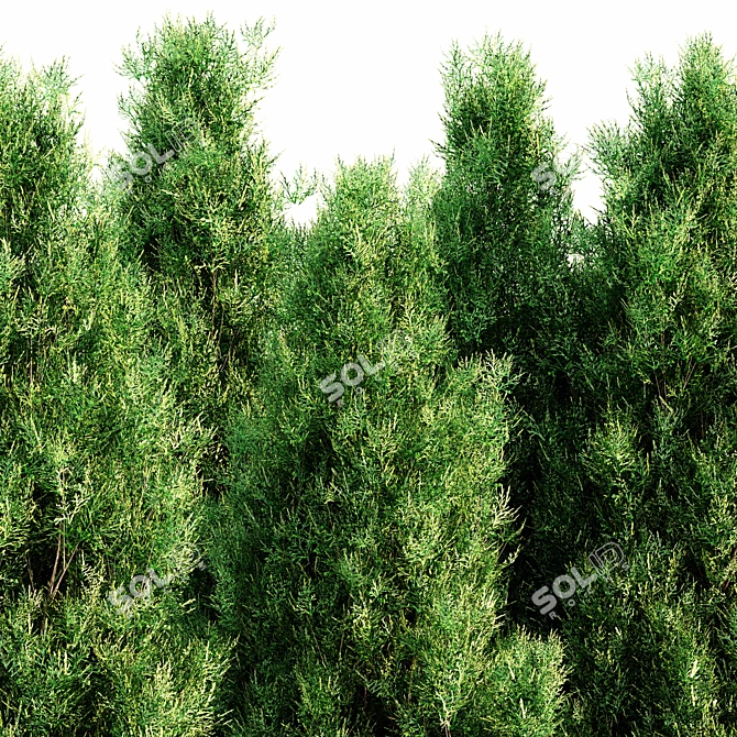 Lush Italian Cypress Forest: 5 Majestic Trees 3D model image 3