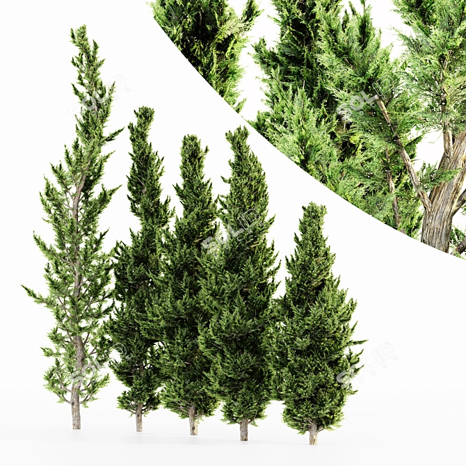  Hollywood Juniper 5 Tree Set 3D model image 1