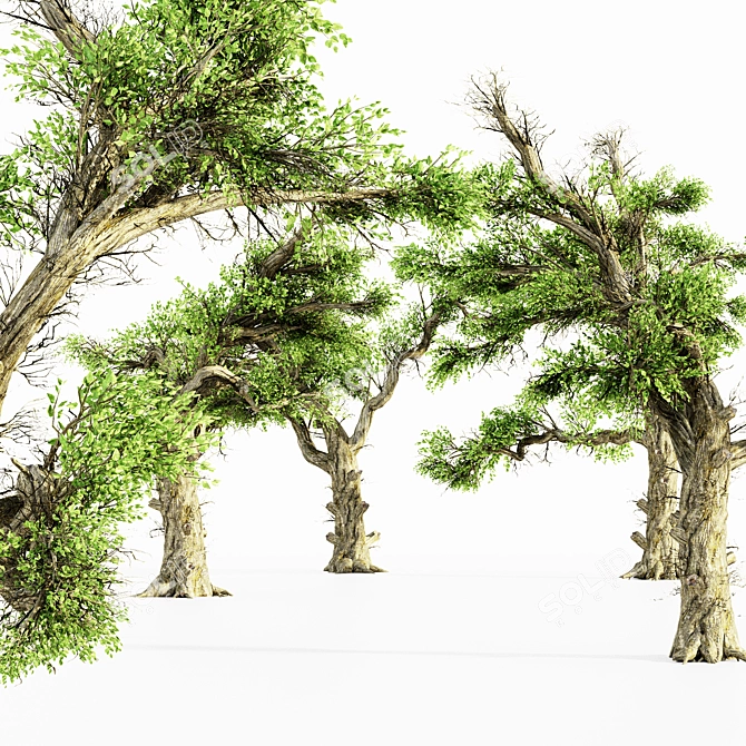 Lush 5-Tree Honey Grove 3D model image 2