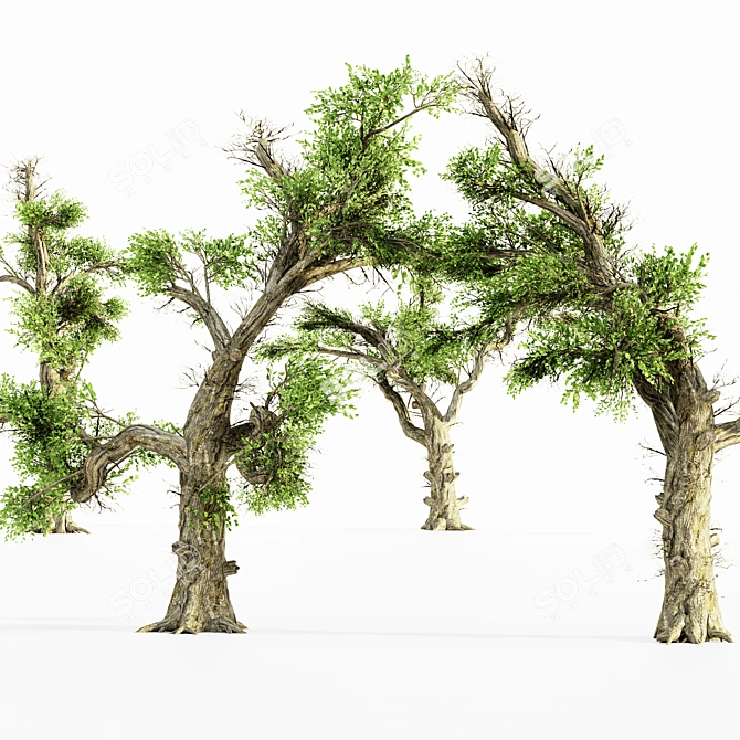 Lush 5-Tree Honey Grove 3D model image 4