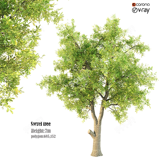 Evergreen Beauty: Sorrel Tree 3D model image 1