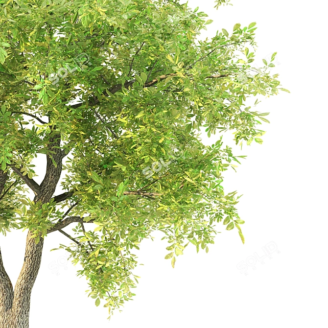 Evergreen Beauty: Sorrel Tree 3D model image 3