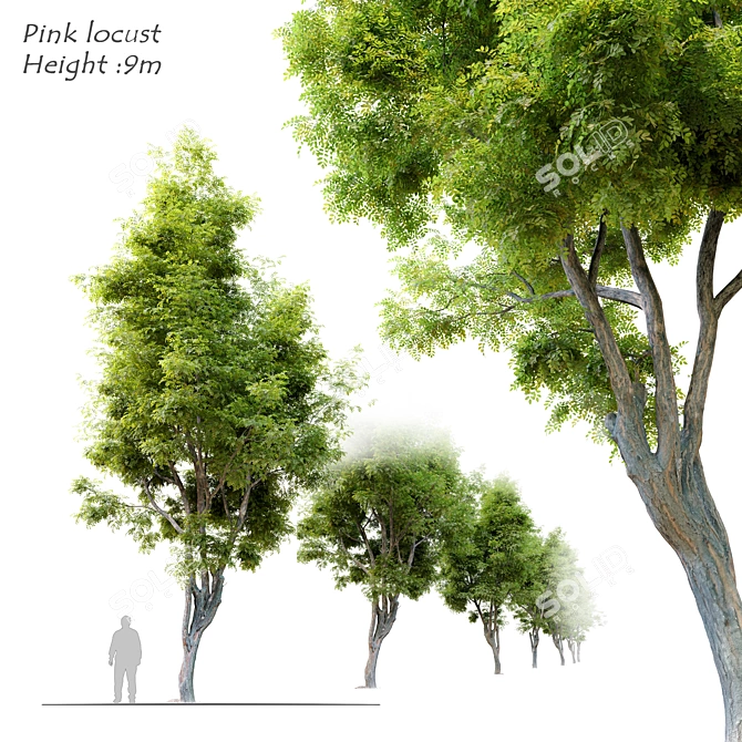 Pink Locust Tree: Robinia ambigua 3D model image 1