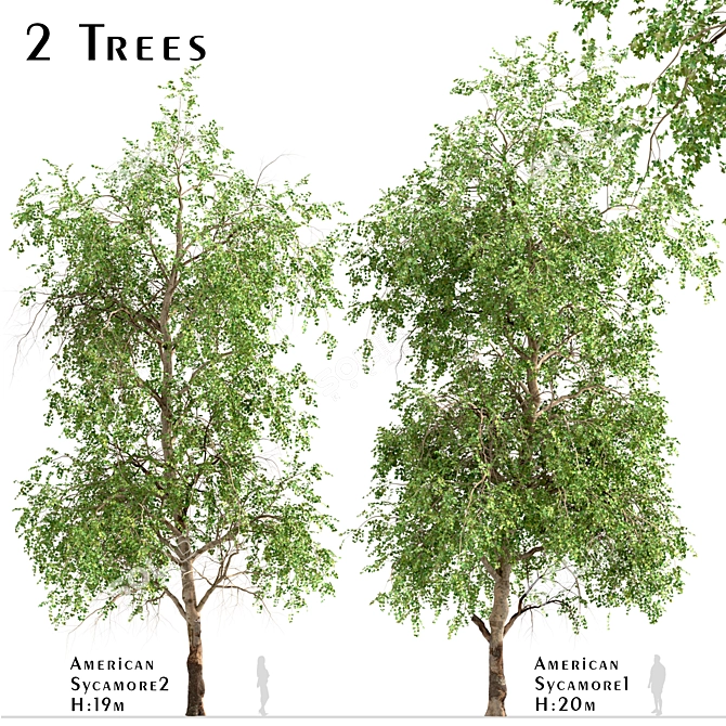 American Sycamore Trees - Majestic Pair for Landscaping 3D model image 1