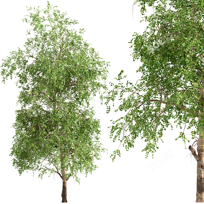 American Sycamore Trees - Majestic Pair for Landscaping 3D model image 5