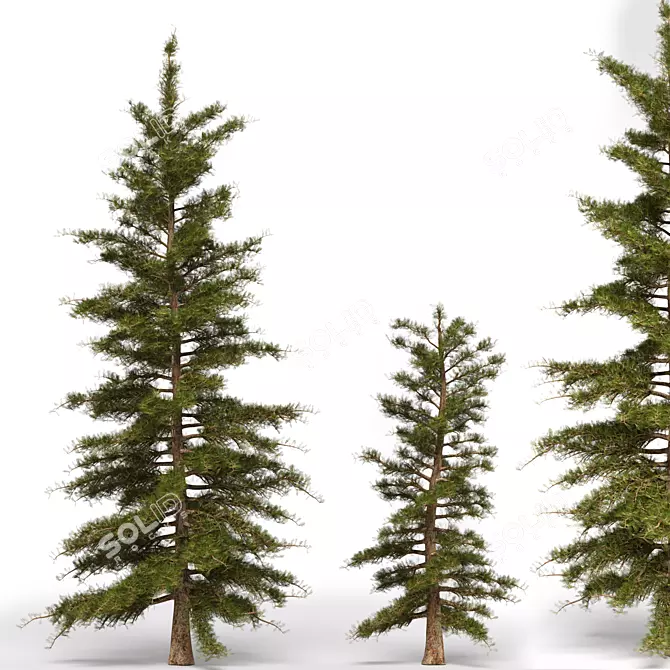 Evergreen Pine Tree: Two Sizes 3D model image 1
