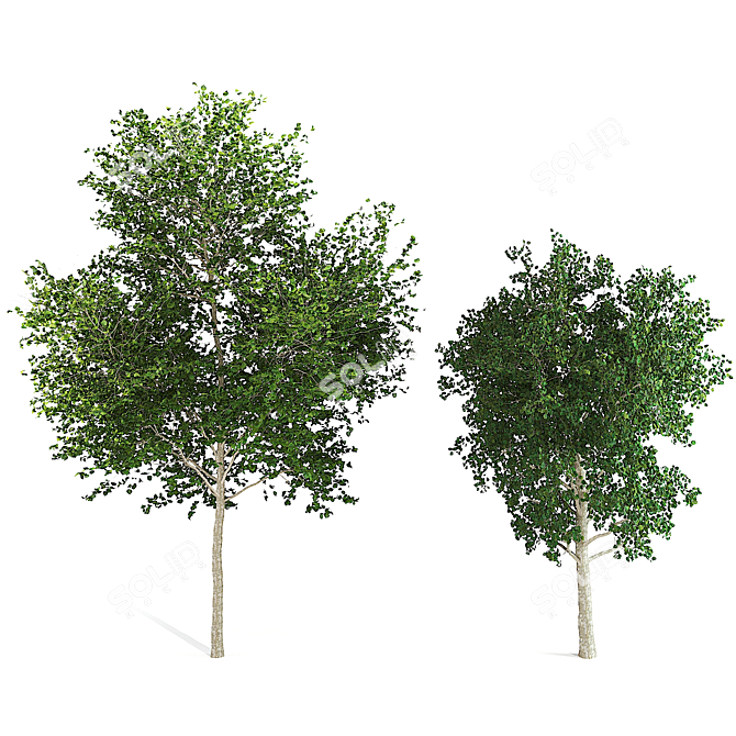 Birch Tree Duo: Timeless Elegance 3D model image 1
